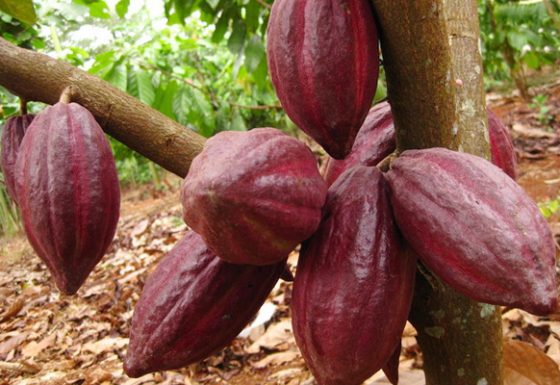 Dịch vụ gia công cacao OEM, cung cấp bột cacao nguyên chất