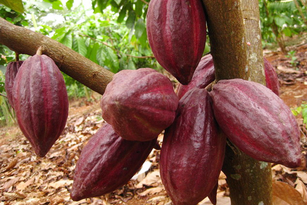 Dịch vụ gia công cacao OEM, cung cấp bột cacao nguyên chất