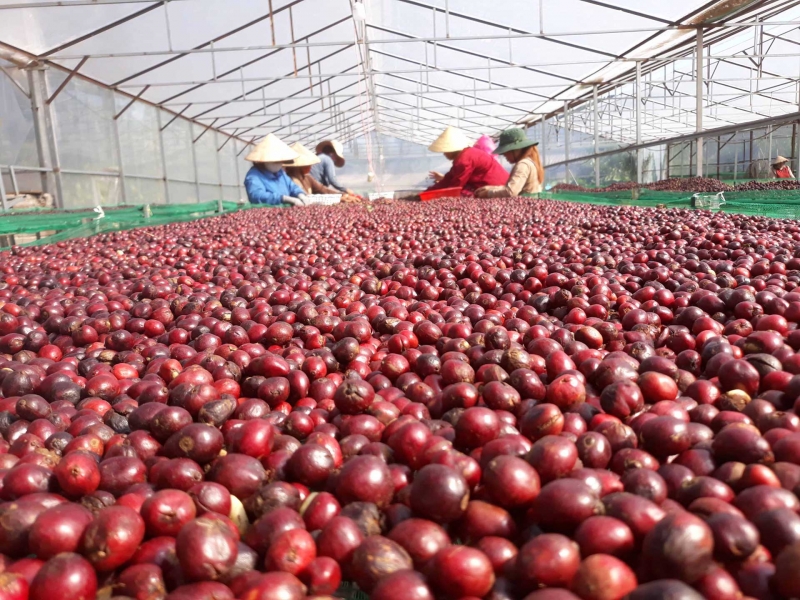 Private Label Coffee Manufacturers In Vietnam ISO 22000 HALAL