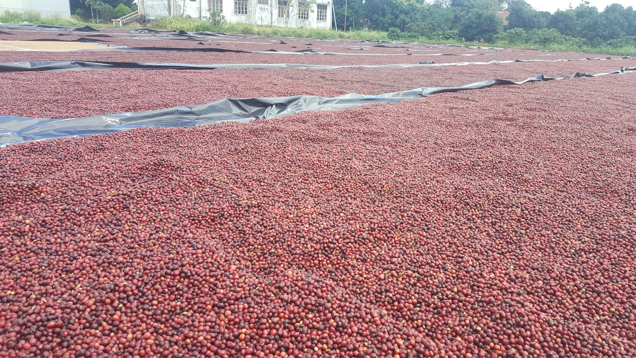 Coffee OEM/ODM Vietnam to India कॉफ़ी मैन्युफैक्चरिंग सर्विस