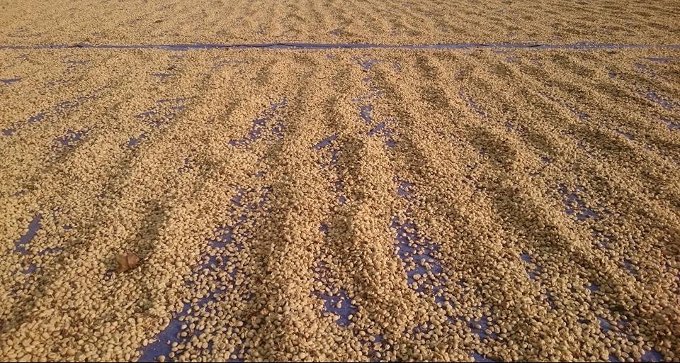 Pabrik Kopi Merek Sendiri Jasa Maklon Kopi Vietnam Import Kopi Vietnam ke Indonesia bersama HUCAFOOD