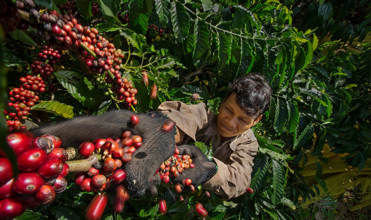 OEM Coffee Malaysia vs OEM Coffee Vietnam — Why HUCAFOOD (Vietnam) Is the Best OEM Partner for Your Brand