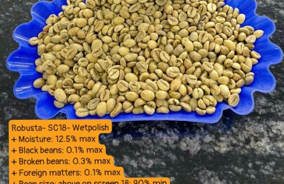 Vietnam Green Coffee Beans - Robusta- SC18- Wetpolish + Moisture 12.5% max + Black beans 0.1% max + Broken beans 0.3% max + Foreign matters 0.1% max + Bean size above on screen 18 90% min + Origin Vietnam